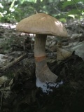 Cortinarius armillatus image