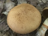 Cortinarius armillatus image