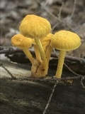 Cyptotrama chrysopepla image