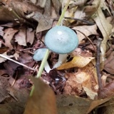 Clitocybe odora image