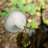 Clitocybe odora image