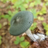 Clitocybe odora image