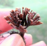 Thelephora palmata image