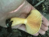 Lactarius salmonicolor image