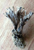 Thelephora palmata image