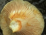 Lactarius salmonicolor image