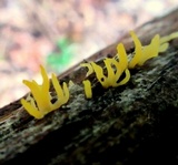 Calocera cornea image