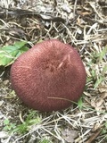 Tricholomopsis rutilans image
