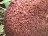 Tricholomopsis rutilans image