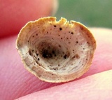 Poronidulus conchifer image