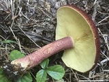 Tricholomopsis rutilans image