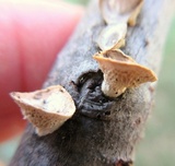 Poronidulus conchifer image