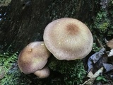 Tricholomopsis rutilans image