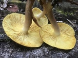 Tricholomopsis rutilans image