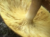 Tricholomopsis rutilans image
