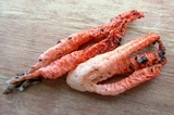 Pseudocolus fusiformis image