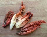 Pseudocolus fusiformis image