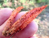 Pseudocolus fusiformis image