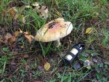 Amanita muscaria var. formosa image