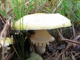 Amanita muscaria var. formosa image