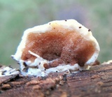Gloeoporus dichrous image