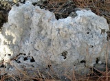 Image of Diploschistes ocellatus
