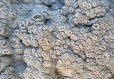 Diploschistes ocellatus image