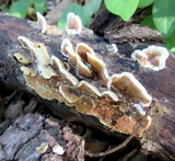 Gloeoporus dichrous image