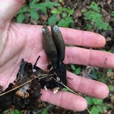 Xylaria longipes image
