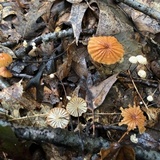 Marasmius siccus image