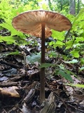 Oudemansiella furfuracea image