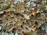Pseudocyphellaria perpetua image