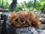 Phaeotremella foliacea image