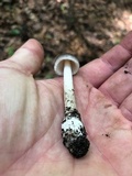 Amanita sect. Vaginatae image