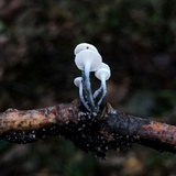Tetrapyrgos nigripes image