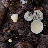 Marasmius delectans image
