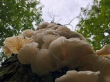 Pleurotus populinus image
