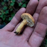 Lactifluus hygrophoroides image