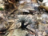 Xylaria tentaculata image
