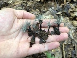 Xylaria tentaculata image