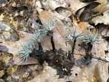 Xylaria tentaculata image