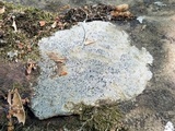 Aspicilia aquatica image