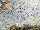 Aspicilia aquatica image