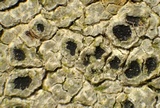 Aspicilia aquatica image