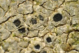 Aspicilia aquatica image