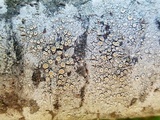Ochrolechia subpallescens image