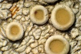 Ochrolechia subpallescens image