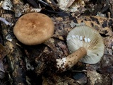 Lactarius lignyotus image