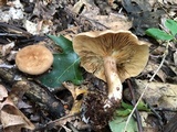 Lactarius lignyotus image