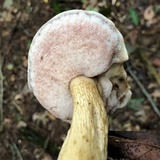 Tylopilus felleus image